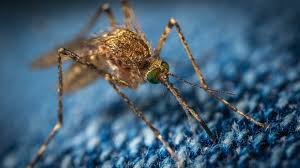 engineered decimate population mosquito genetically mosquitoes million florida release going offspring massive decline bugs modified reproduce survive ones result won